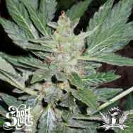 Short Stuff Seeds Dr Feelgood